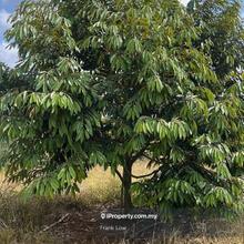 2 years Musang king and black torn durian trees