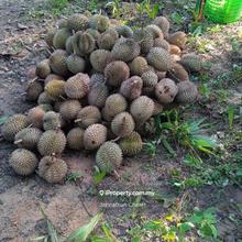 Kamunting Agricultural Land with Durian Trees For Sale