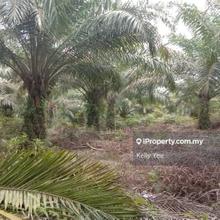 Palm Oil Plantation @ Ulu Kuantan, Kuantan for Sale