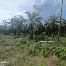 Oil Palm Estate in Perak for sales