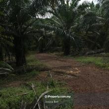 Oil Palm estate, Mentakab, Temerloh