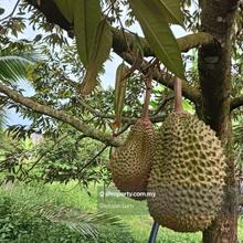 2.935 Acres Bentong Durian Orchard For Sale 