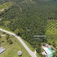 Main Road oil plantation 9.5ac siputeh