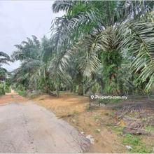 Kluang 10 acres Agriculture Land