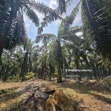 11 acres Temerloh Kerdau Oil Palm Land for Sale