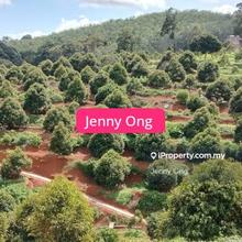 Musang King Durian Farm At Kuala Kangsar,Perak For Sale