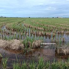 Agriculture Land Sawah Padi