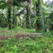 Agri land tapah palm oil trees 