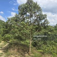 8.8 acres Karak 32rd Telemong 2nd Lot Durian and Rubber Land For Sale