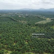 125 Acre Agricultural Land Freehold Jasin