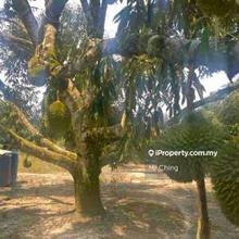 Freehold Durian Farm Agricultural Land 6 Acres Serendah Rawang