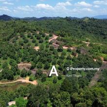 Musang King Farm 