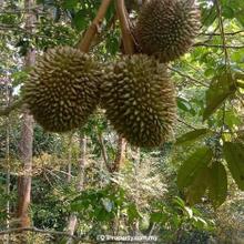 Durian orchard Pulau Langkawi near to Pekan Cenang