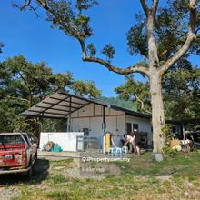 Durian Farm at Bentong Pahang for Sale