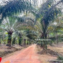 Ayer Hitam Agriculture Land For Sale