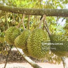 Durian Farm for sale in Bukit Broga, Lenggeng, Negeri Sembilan