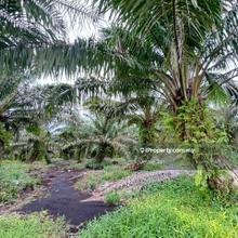 Api-api pontian agriculture land for sale