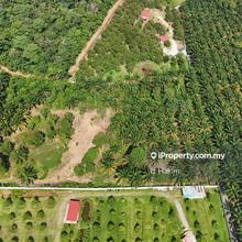 Orchard for sale Batang Kali