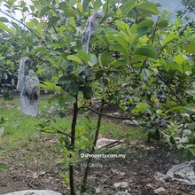For sale Pamelo farm 