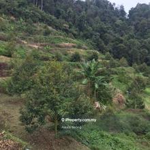 150 acres Durian Farm Sang Lee Raub Pahang