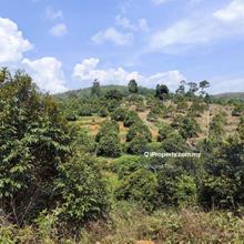 4.275 Acres Freehold Durian Farm Kuala Kangsar