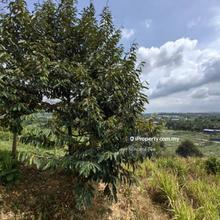 9.75 Acres Freehold Musang King Durian Farm Raub