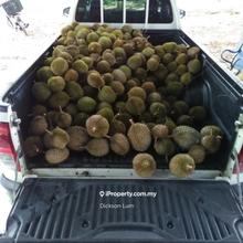 4 Acres Raub Durian Orchard For Sale