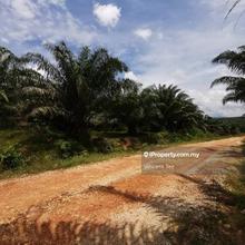 1873 Acre Palm Oil Estate Zoned Industry Bukit Kuin Kuantan