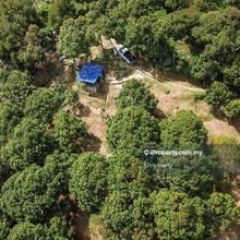 Durian Estate in Bayan Lepas, Penang. Heritage Tree