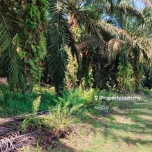 For Sale- 20 Acres Agricultural Land@ Sedenak, Kulai