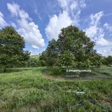 5 Acre Freehold Durian Farm Kampung Tui Padang Tengku Kuala Lipis