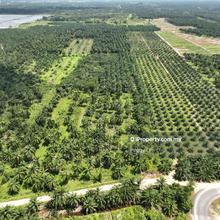Sijangkang Agricultural Land For Rent, Kuala Langat, Selangor