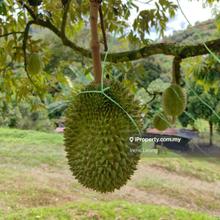 8.9 ac Karak Telemong Batu 34 Facing Main Road Mk Durian Land For Sale