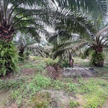 Pontian Agriculture Land For Sale
