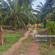 Pontion Mukim Api-Api 18 Years Palm Oil Tree Land
