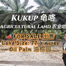 Kukup Oil Palm Land For Sale