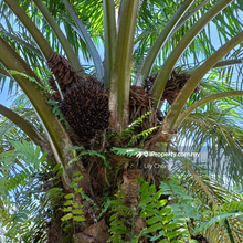 For Sale Oil Palm Agriculture land
