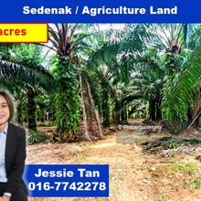 Sedenak kulai oil palm agriculture land for sale