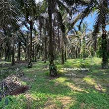 Oil palm agriculture land layang-layang for sale