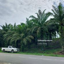 Urgent Sale Oil Palm Land 