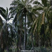 Agriculture land for Sale