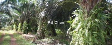 Kedah Sg Petani Agriculture land for Sale 1