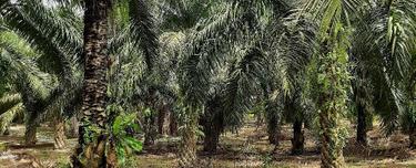 Agriculture land for Sale 1