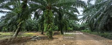 Seri Cheeding (Bukit Perah) Agriculture Land For Sale 1