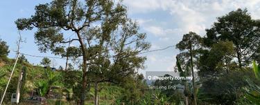 4.4 acres durian farm  1