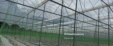 Lojing Highlands Land for Rent, Kelantan 1