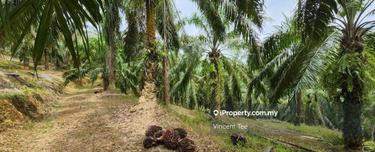 16 Acres Oil Palm Jerangsang Benta Kuala Lipis 1