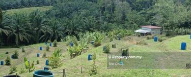 2.78 acres Durian Farm, Tanjong Tualang, Batu Gajah 1
