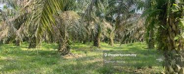 Oil palm estate in Sungkai for sale 1