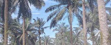 8 Acres Converted Medium Industrial Land @ Pekan Nanas, Pontian, Johor 1